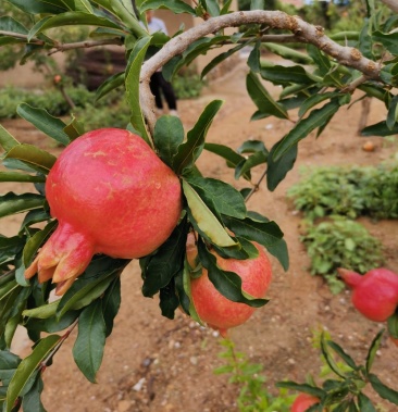 [石榴苗批發]蒙陽紅石榴苗價格6.00元/棵 - 一畝田