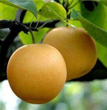 [梨批发]精品圆黄梨,一手货源,大量上市中价格0.80元/斤 - 一亩田