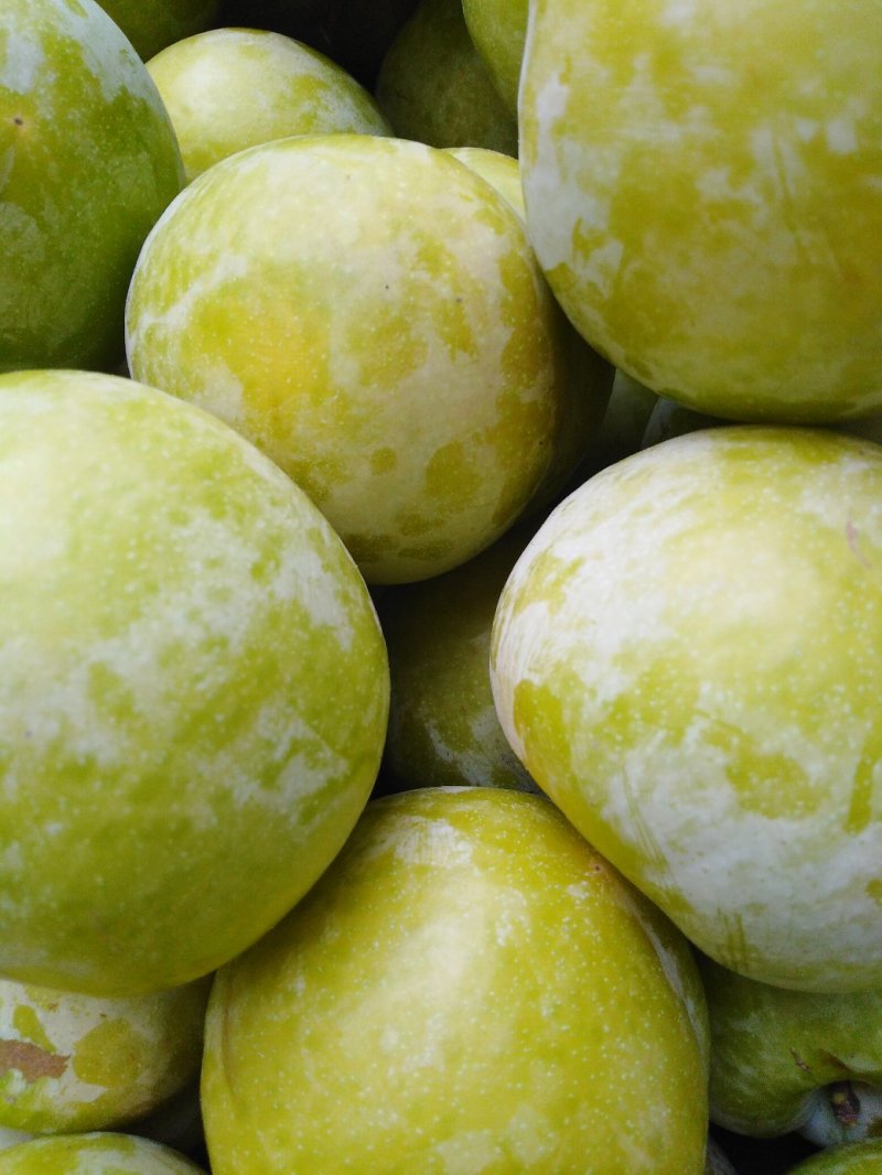 黄布林李子(秋姬李子)