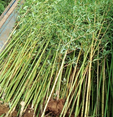 [竹苗批发]2公分金竹苗大量出售3米高价格3.00元/棵 - 一亩田