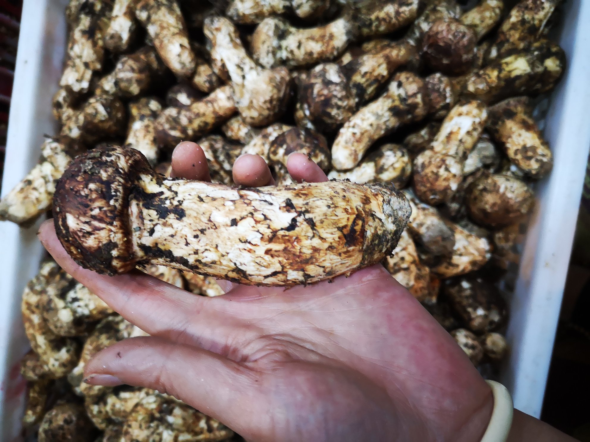 松茸不同成熟阶段的菌褶颜色对比