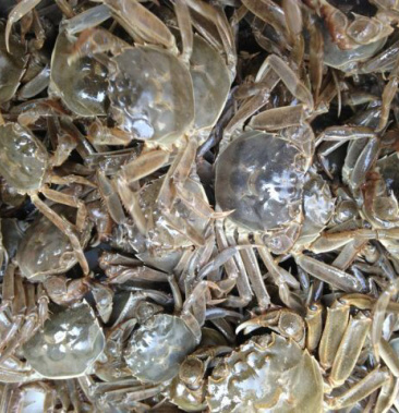 [老头蟹批发]老头蟹 日产5000斤 寻找实力商人价格5.00元/斤 - 一亩田