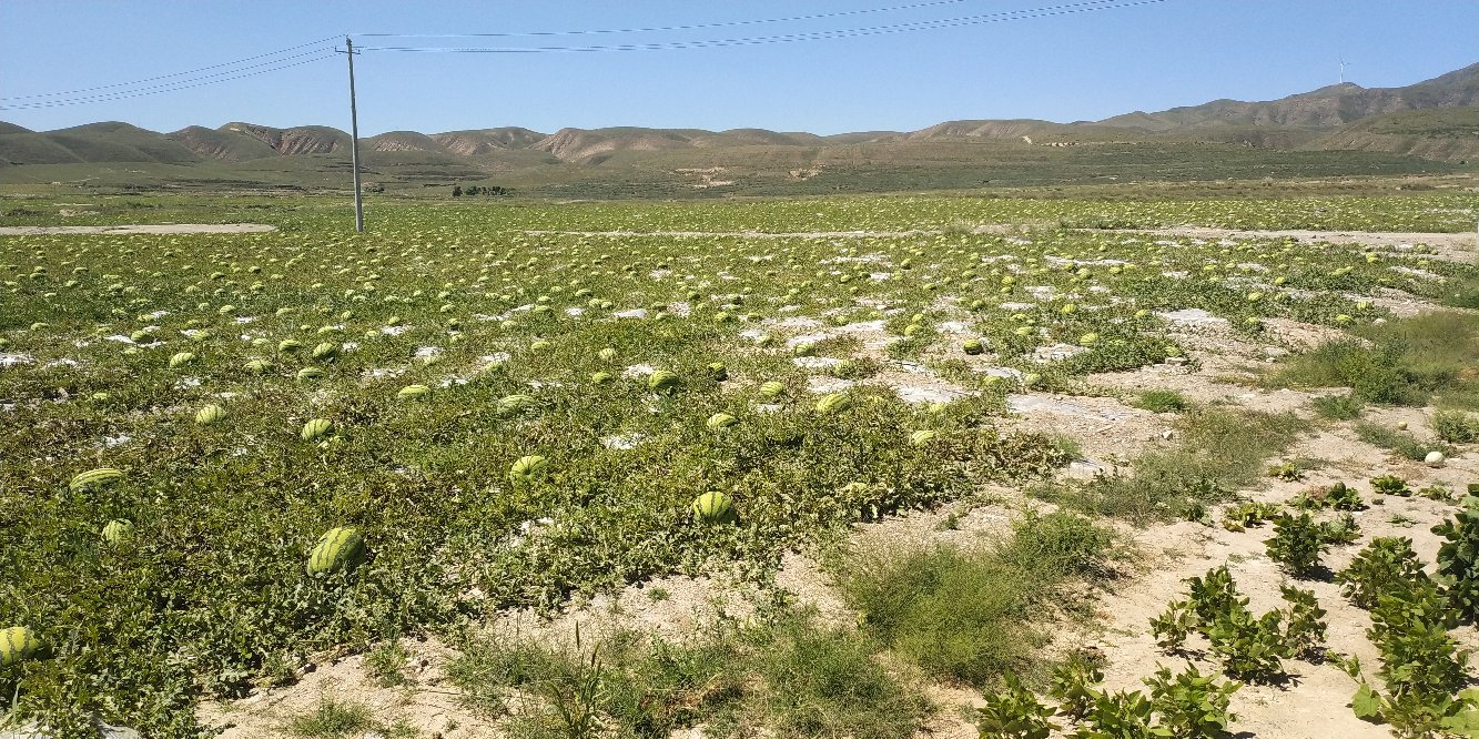 黑美人西瓜田航拍图