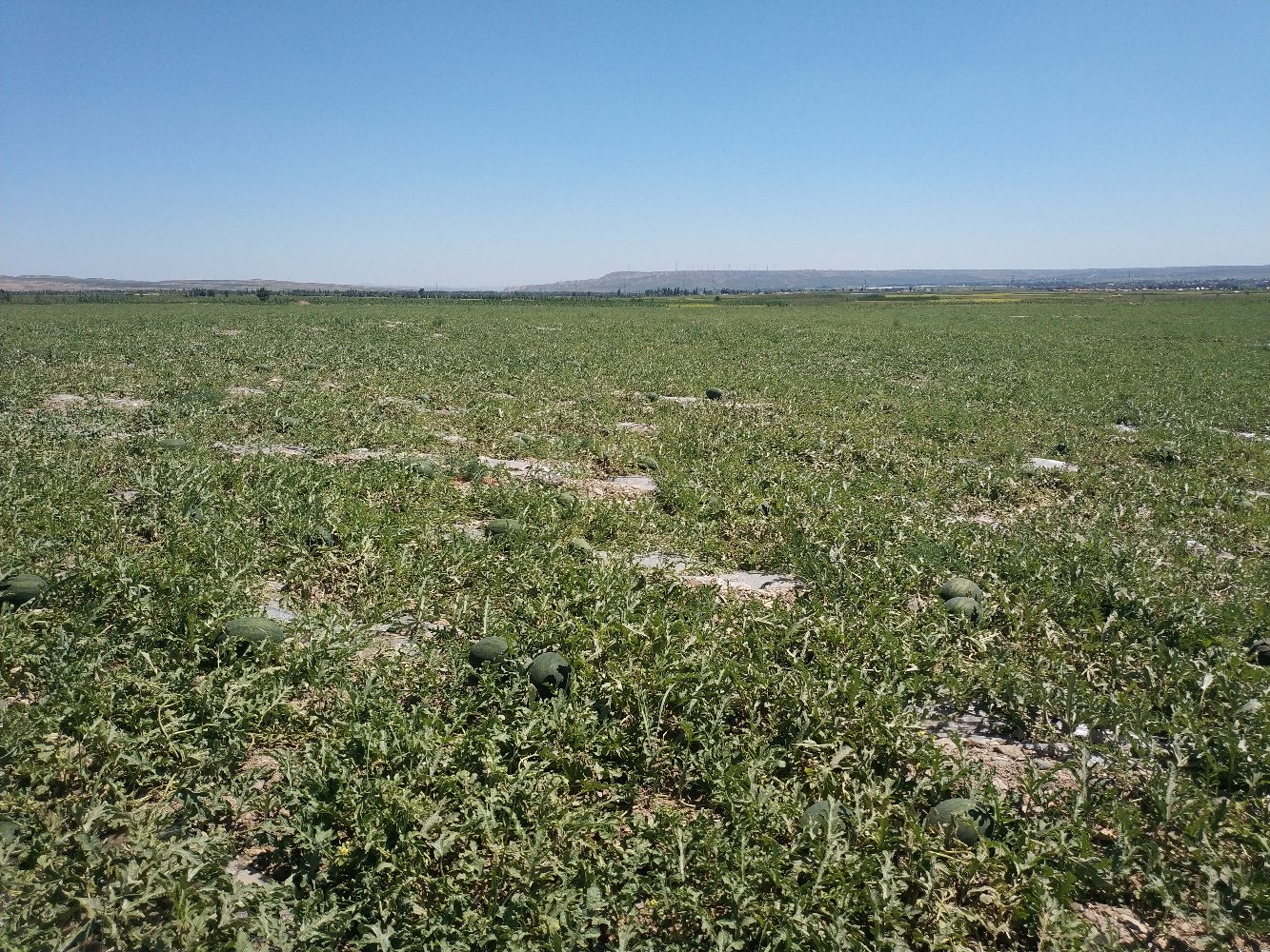黑美人西瓜在阳光下的种植园中茁壮成长,藤蔓蔓延,果实初现 黑美人西瓜种植园