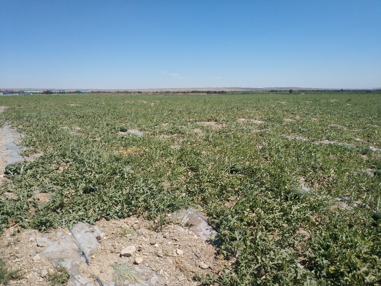 一片茂盛的黑美人西瓜种植基地,绿叶覆盖的地面上结满了深绿色近乎墨黑的椭圆形西瓜,部分果实被藤蔓缠绕,阳光洒落在叶片和瓜皮上,展现出健康的生长状态 黑美人西瓜田间生长实景图