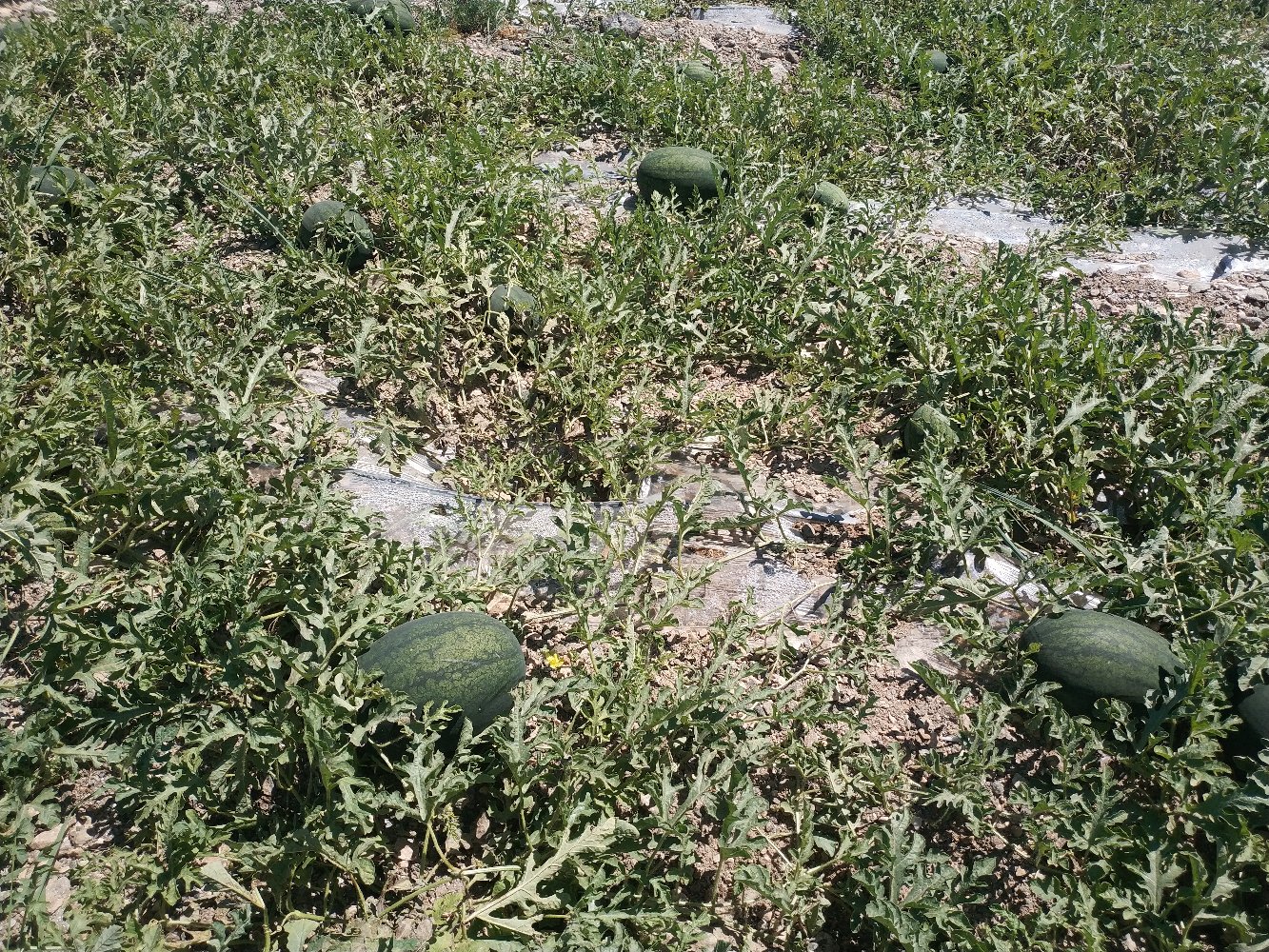 黑美人西瓜在定边县田间成熟采摘场景