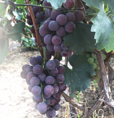 山西运城巨峰葡萄上市了