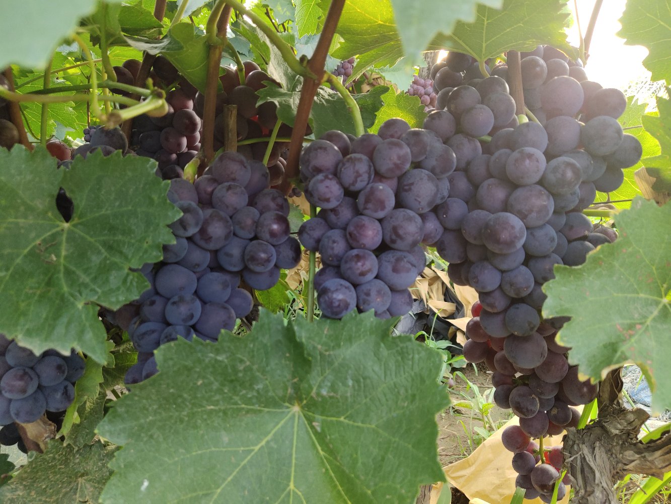 京亚葡萄成熟果园全景