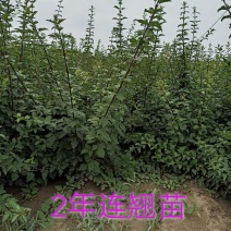 低价处理高产药用连翘苗1年2年3年苗易成活