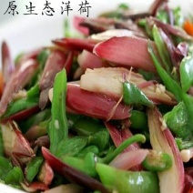 阳荷新鲜阳霍洋荷洋霍
