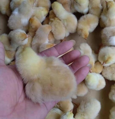 常年出售三黄鸡苗,中三黄,大三黄,20天脱温鸡.