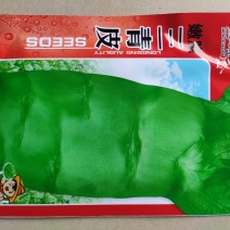 莴笋种子三青皮嫩脆香莴笋种子青皮青肉春秋播莴笋种子