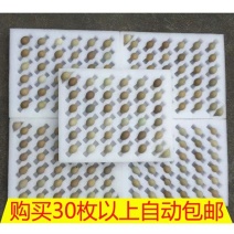 户丁鸡种蛋