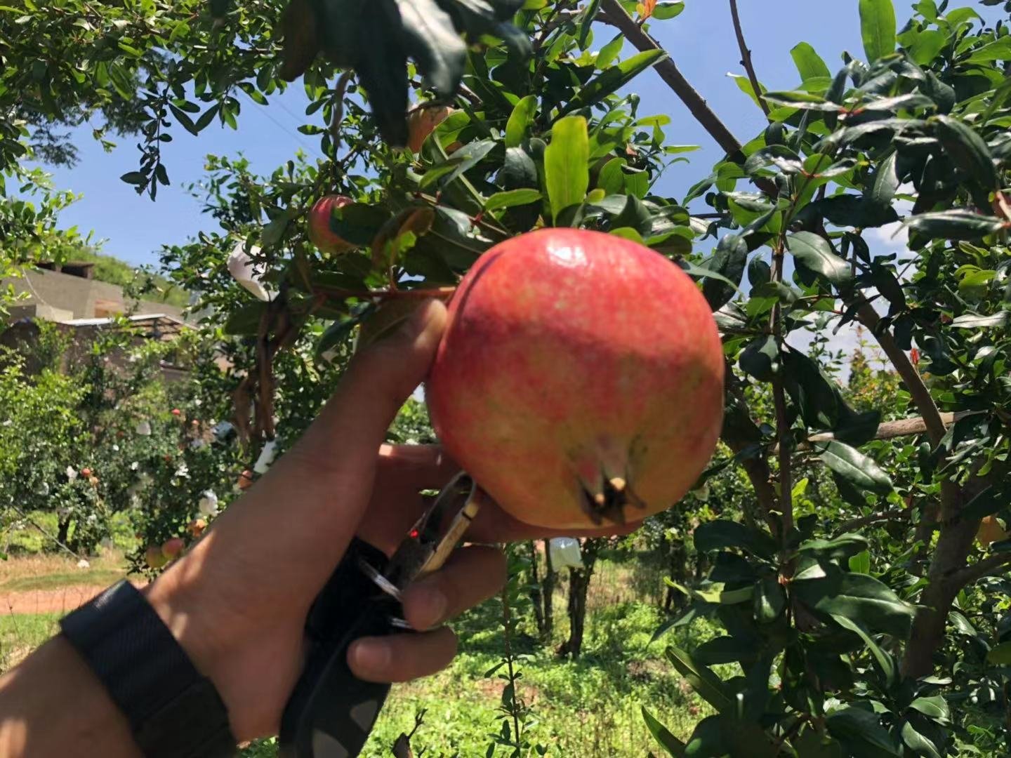 一位彝族妇女在会理石榴园中采摘成熟的石榴,她戴着草帽,面带笑容,手中捧着一颗刚摘下的大石榴,果皮鲜红发亮,背景是郁郁葱葱的石榴树,阳光透过树叶洒下斑驳光影,展现人与自然和谐共生的田园画卷 农户采摘会理石榴特写场景