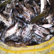 野生黑桂鱼，1斤—30斤野生湘西土鲶鱼