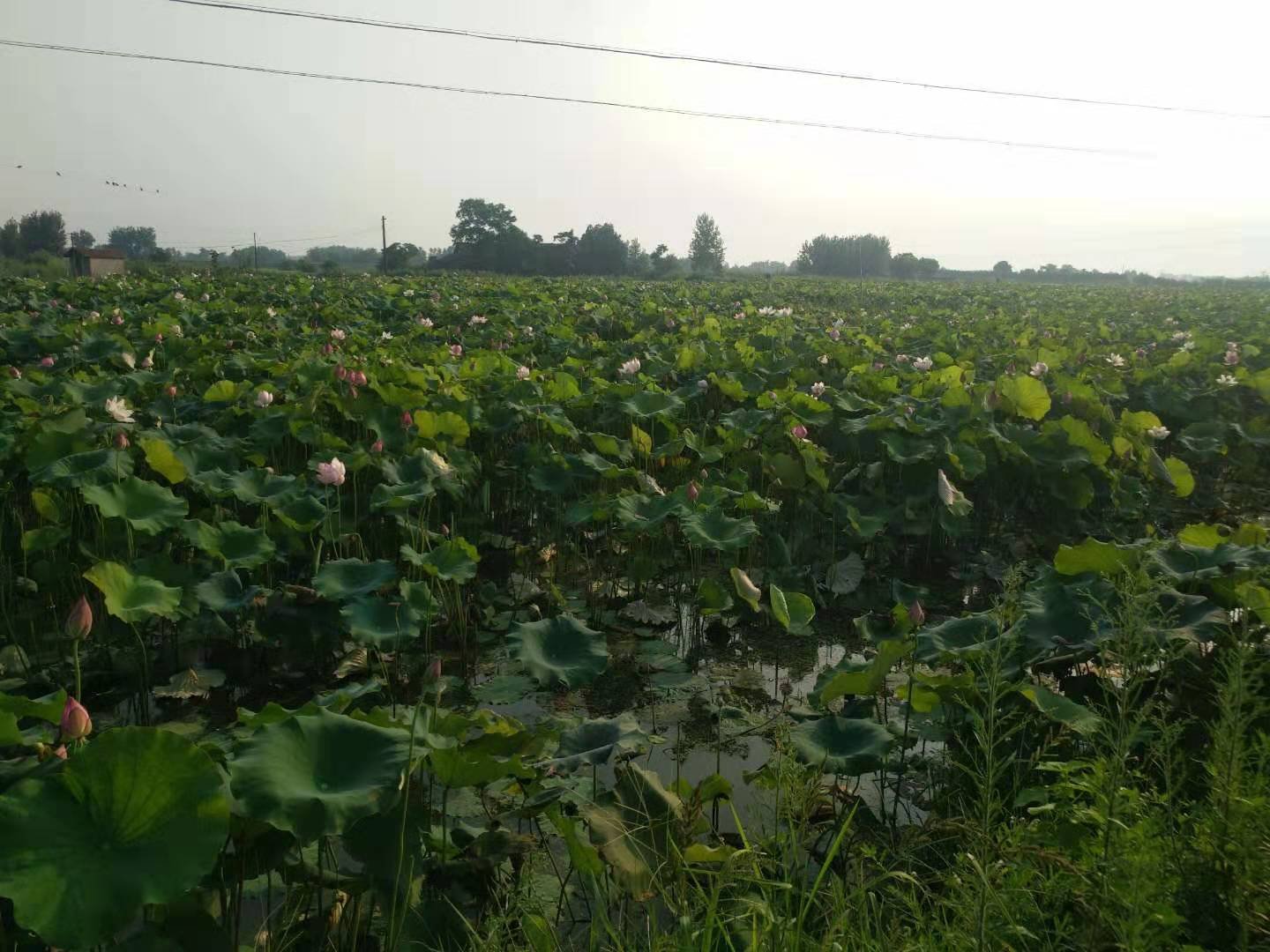 湘莲种植基地,位于湖南湘潭县,湖面波光粼粼,莲叶成片,呈现出一派江南水乡景象 湘莲种植基地
