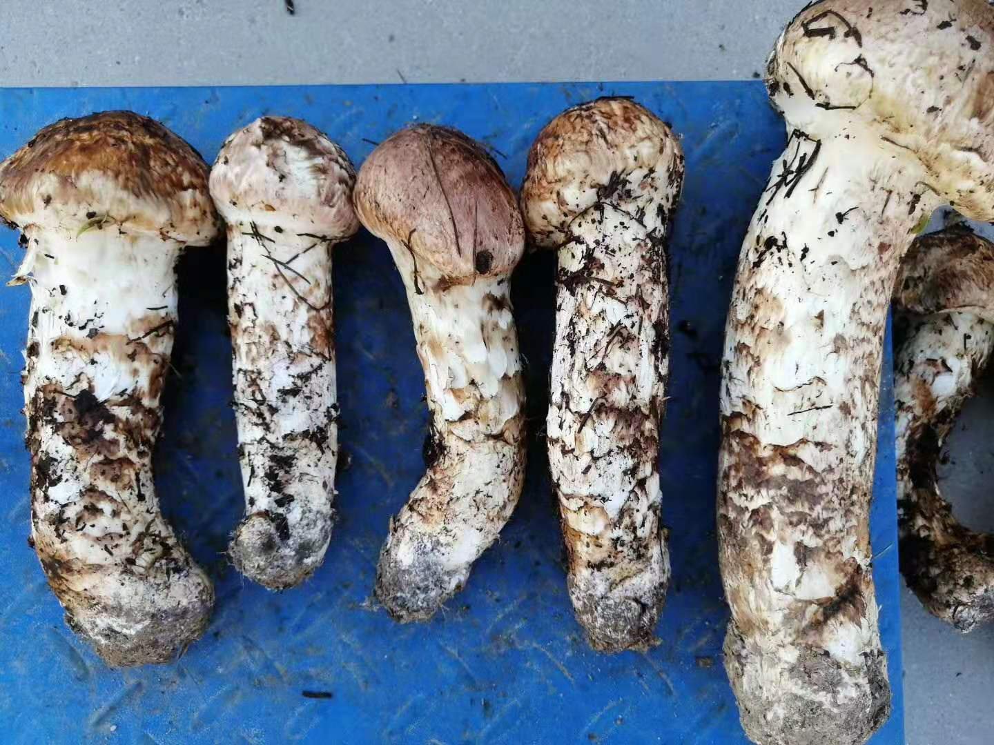一位身穿白色厨师服的专业厨师在明亮厨房中将新鲜姬松茸切片,案板旁摆放着其他野生菌类,炉灶上砂锅正冒着热气,空气中仿佛弥漫着菌香,背景可见‘长白山珍馐’字样菜单 厨师正在用长白山野生姬松茸制作高端料理