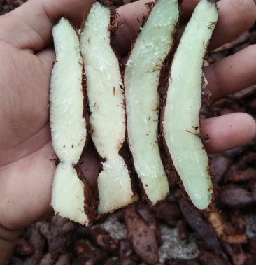 广东本土大量新鲜骨碎补