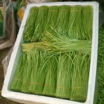 芦蒿供应
