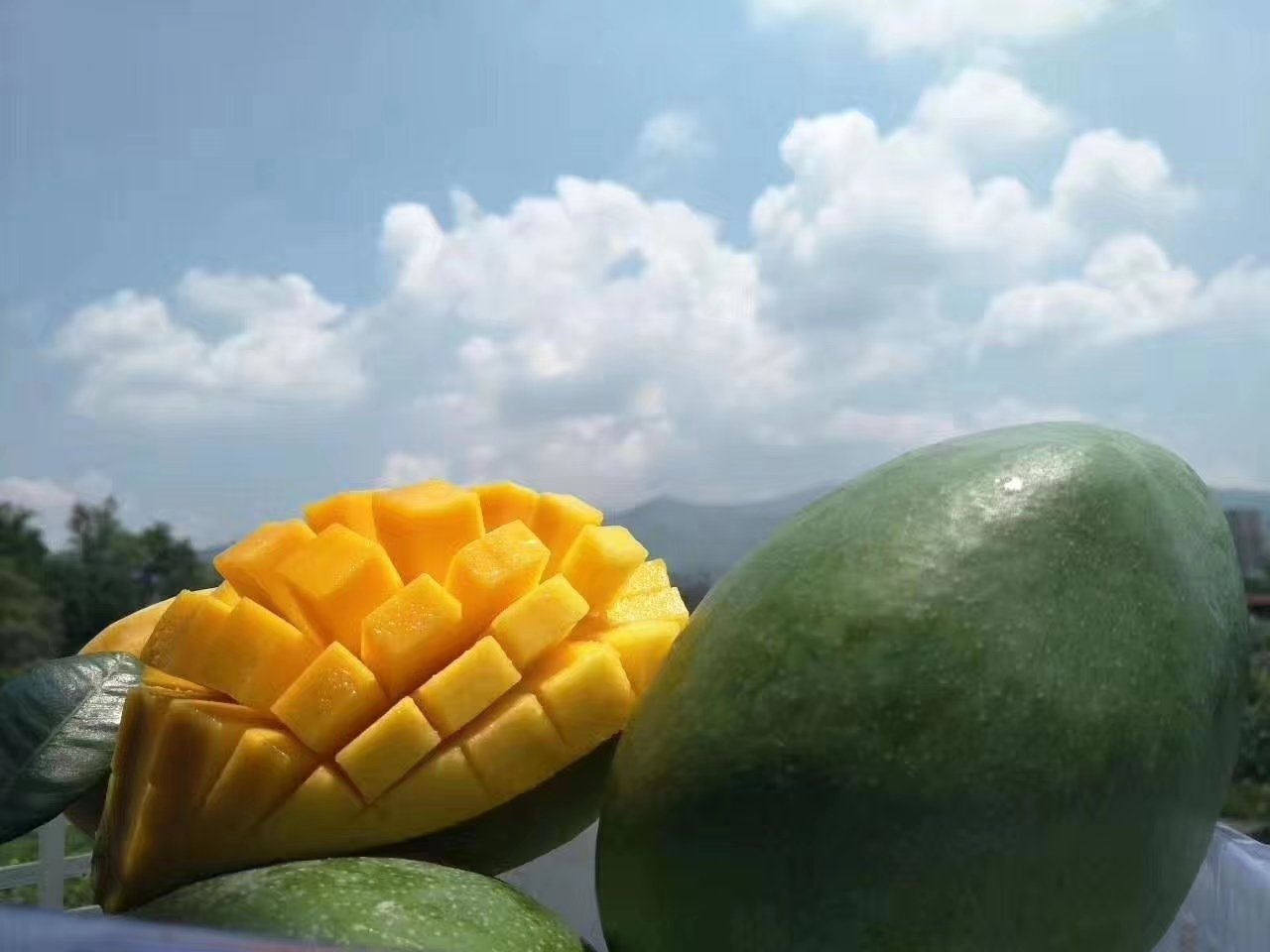 家庭成员在餐桌上分享凯特芒的温馨场景