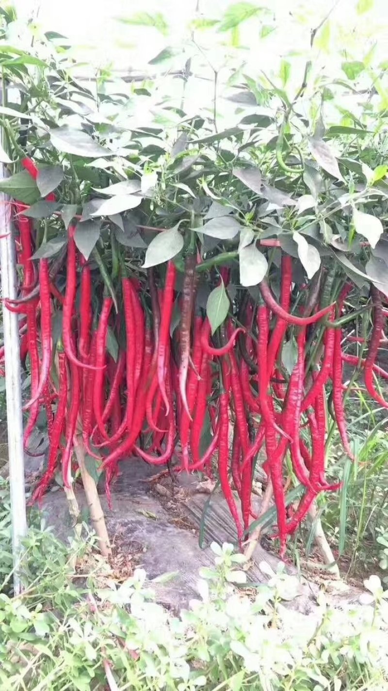 [线椒批发]山西忻州忻府区鲜辣椒 1.50元/斤红线椒,带把,去 _ 一亩田