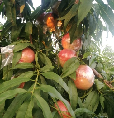 [桃批发]超越毛桃价格0.70元/斤 - 一亩田