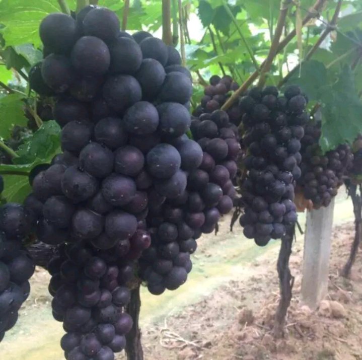 京亚葡萄采摘场景