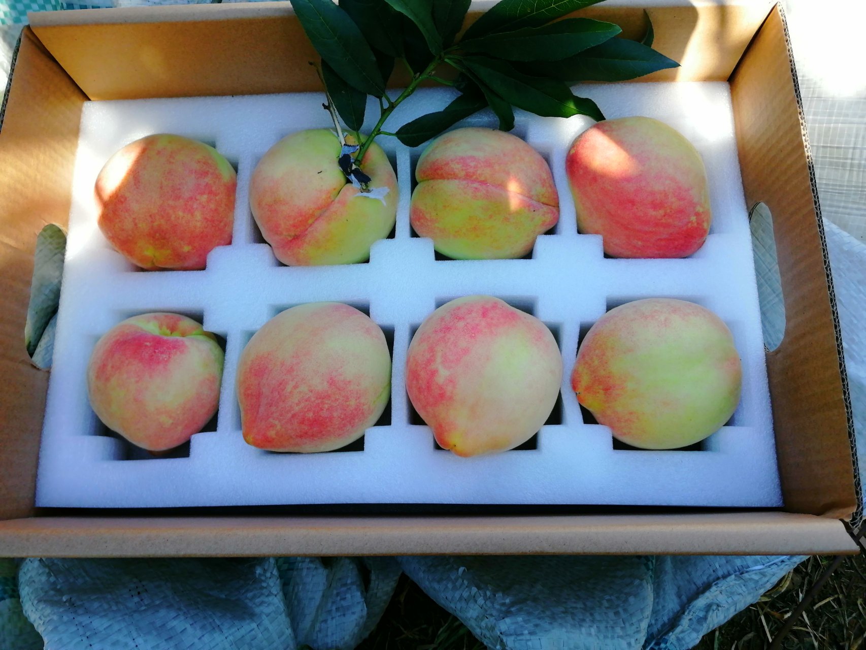 刚出锅的中华寿桃,色泽红润,外形饱满,寓意吉祥 中华寿桃成品展示图