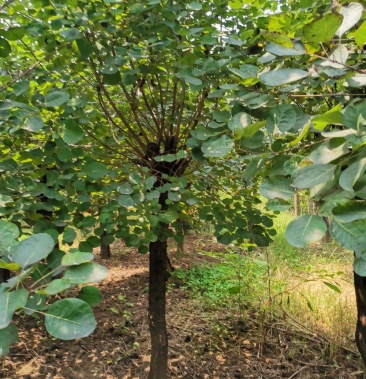 [黄栌批发]黄卢价格1000.00元/棵 - 一亩田