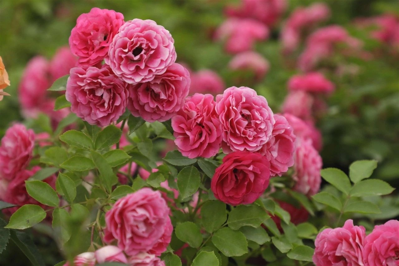 盛开的安吉拉藤本月季攀爬在木质花架上，粉红色小花成簇开放，绿叶繁茂，背景为阳光照射下的花园环境