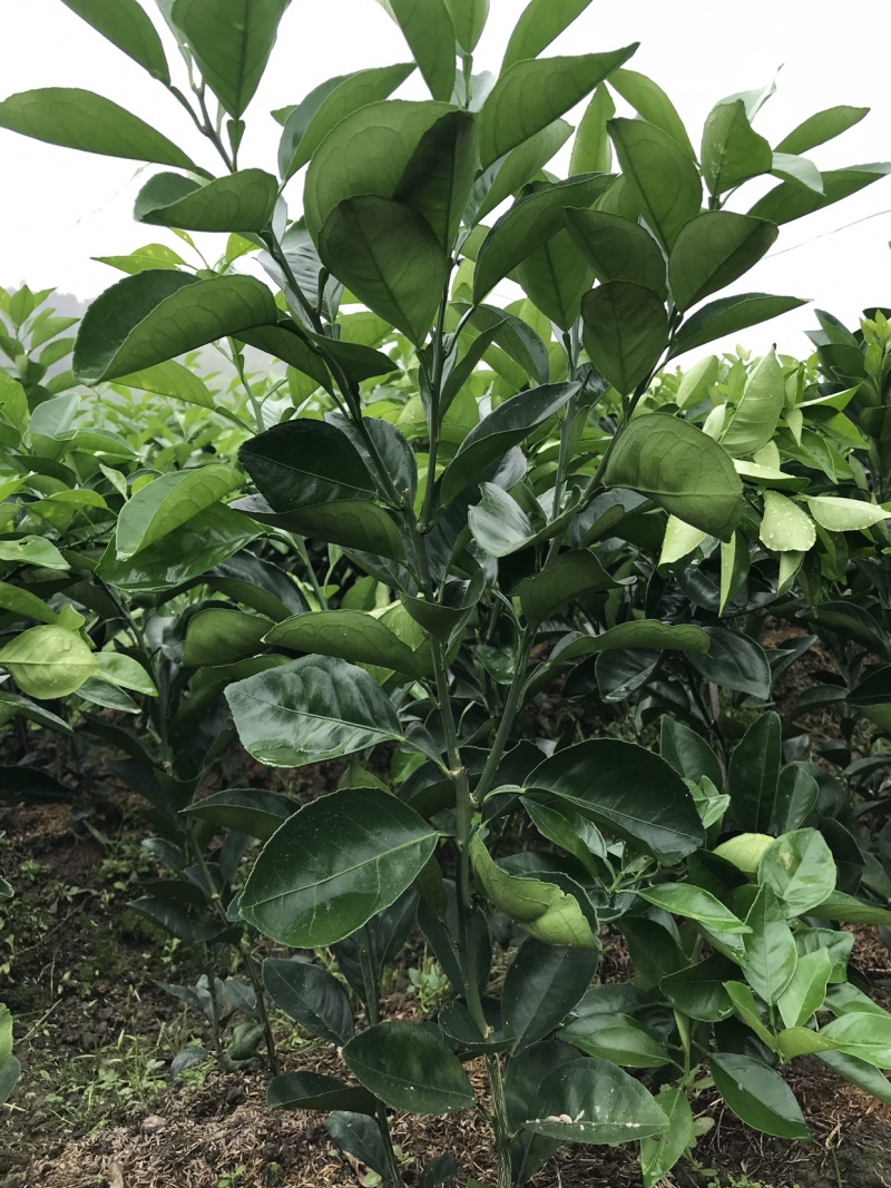 江西赣州安远县橙子苗 3