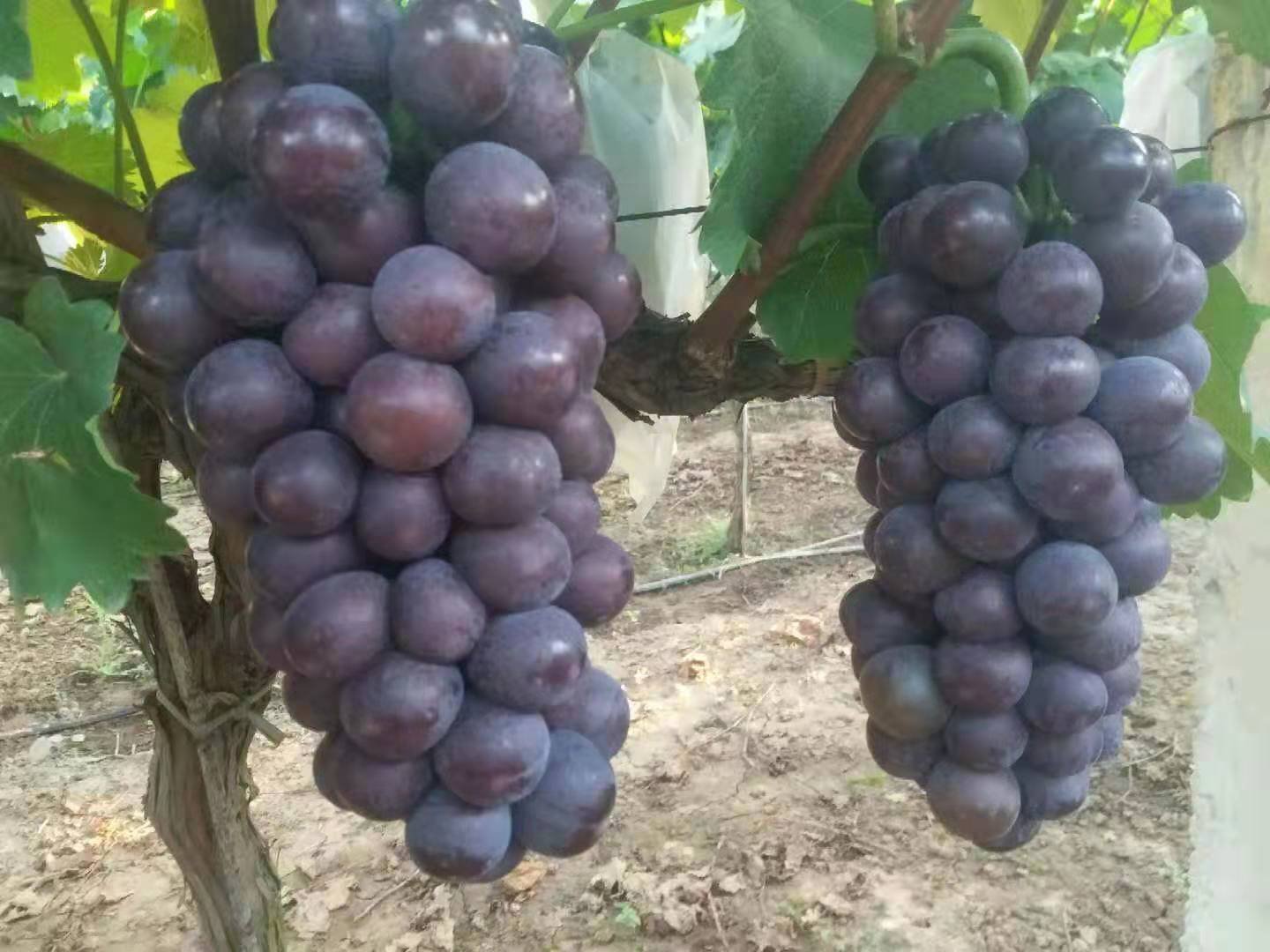 左侧为未经疏果的户太八号果穗,果粒密集拥挤,部分已出现挤压变形;右侧为经过精细疏果后的果穗,果粒分布均匀,大小一致,穗形呈圆锥状,色泽青绿有光泽,整体外观商品性极佳 户太八号果穗疏果前后对比图