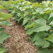 大量出售楸树小苗。