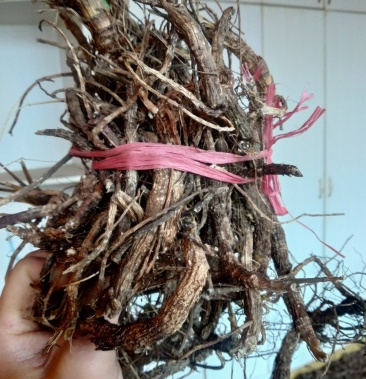 贵州铜仁无硫野生中药材紫花信前胡干货毛前胡生货非白花前胡