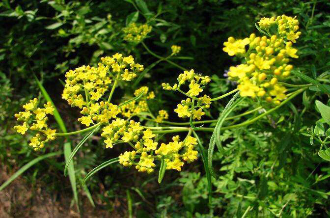 北柴胡花序特写