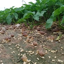 白玉蜗牛活体、带壳冷冻、冻肉、宠物蜗牛