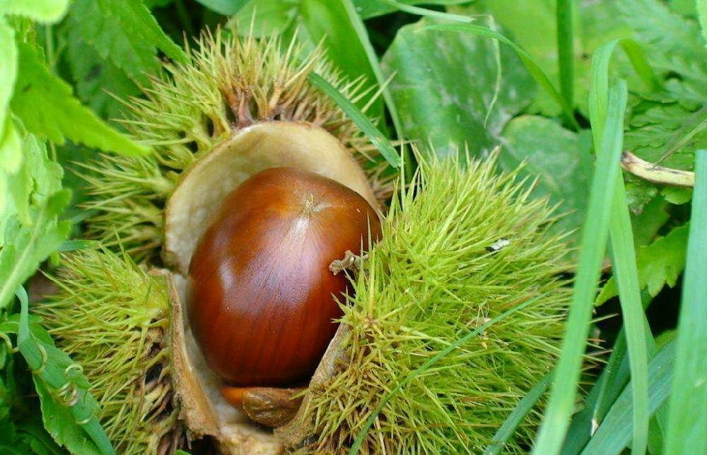 小栗栗子特写