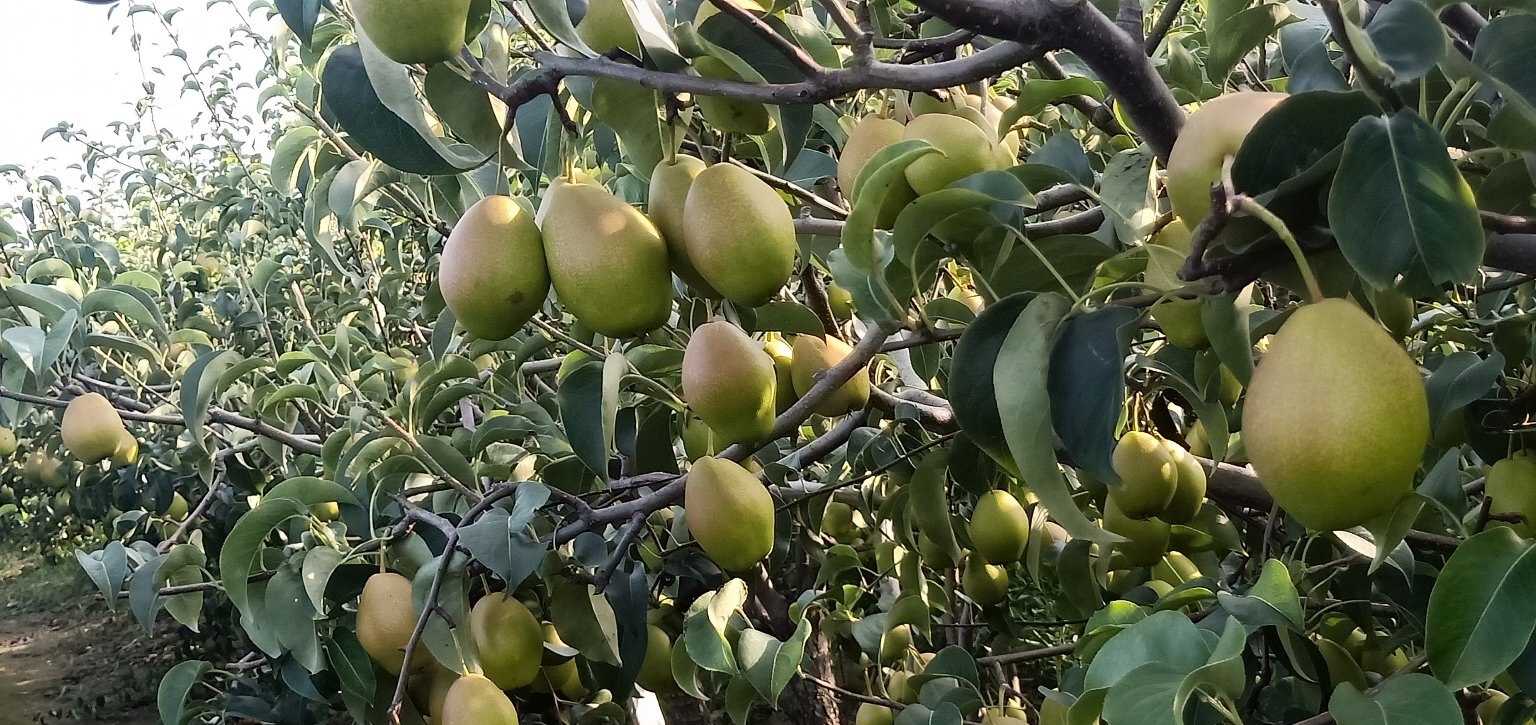 香梨果园实景图,展示其自然生长环境与优质产地 香梨果园实景图,展示产地与生长环境
