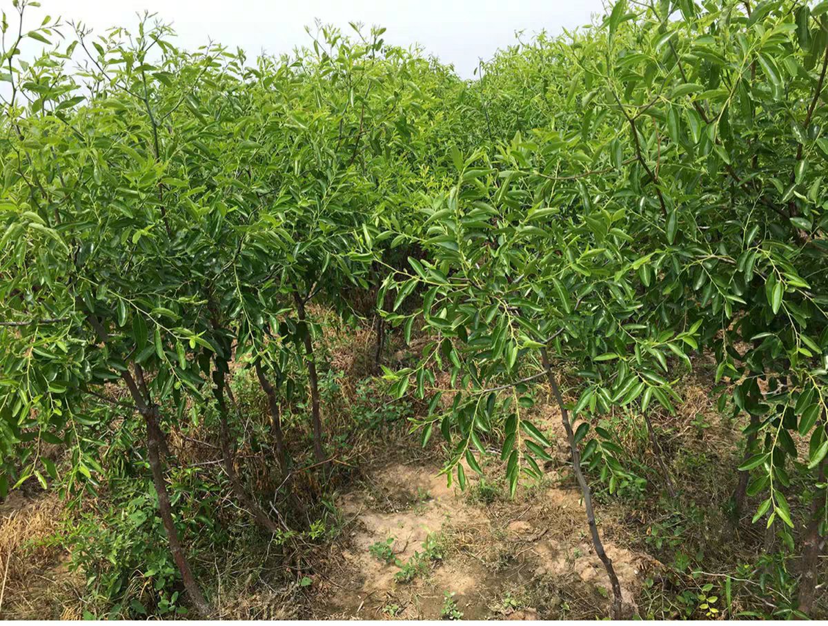 冬枣果园整体健康状态良好