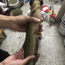 仿野生养殖塘角鱼