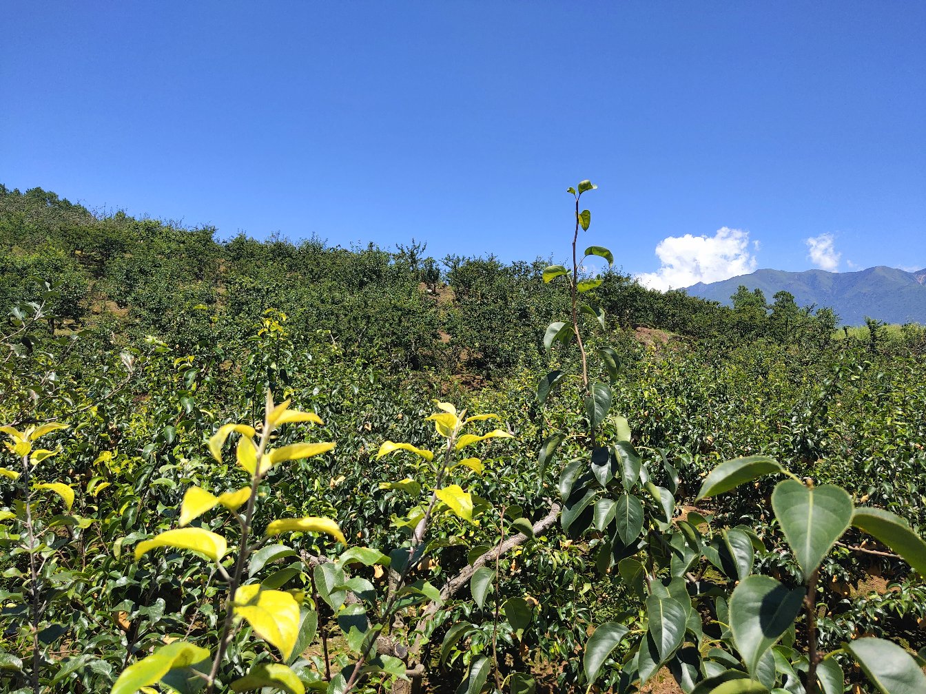 一片典型的华北地区梨园,春季末期梨树成行排列,枝叶茂盛,部分果实已开始膨大,绿色梨果挂满枝头,阳光透过树叶洒下斑驳光影,体现生态种植环境 梨园实景图