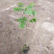 海南黄花梨黄花梨袋苗庭院盆栽地栽绿化苗木