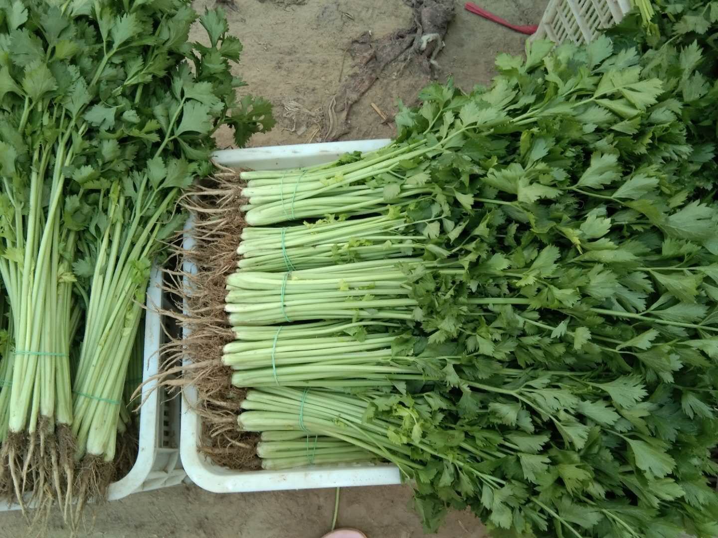 新鲜采摘的山芹菜,叶片翠绿,茎部鲜嫩 山芹菜新鲜采摘特写