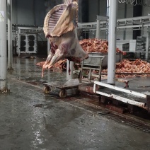 蒙古马肉