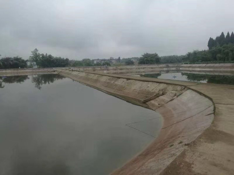 图示:山东省高青县常家镇养殖基地A3号池塘,已完成清淤晒塘与生态基质铺设,池底呈浅褐色颗粒状结构,四周种植芦苇,中央区域可见苦草萌发嫩芽,水体清澈见底,透明度>40cm 高青小龙虾养殖基地标准化池塘生态改造实景图