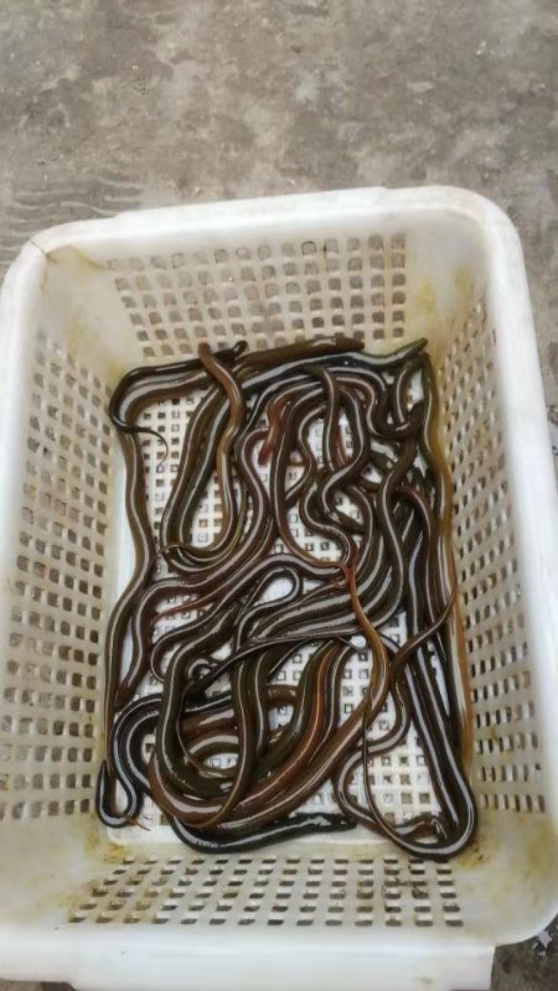 泥鳅苗,泥鳅,量大从优,送货上门