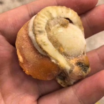 连云港扇贝肉，带膏无冰不泡药