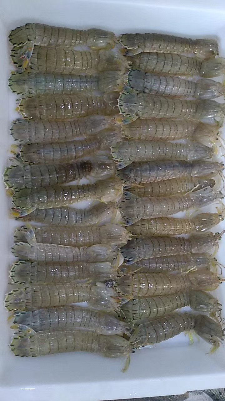 [皮皮虾批发]连云港冰鲜皮皮虾,鲜皮皮虾可以进行代加工价格10.