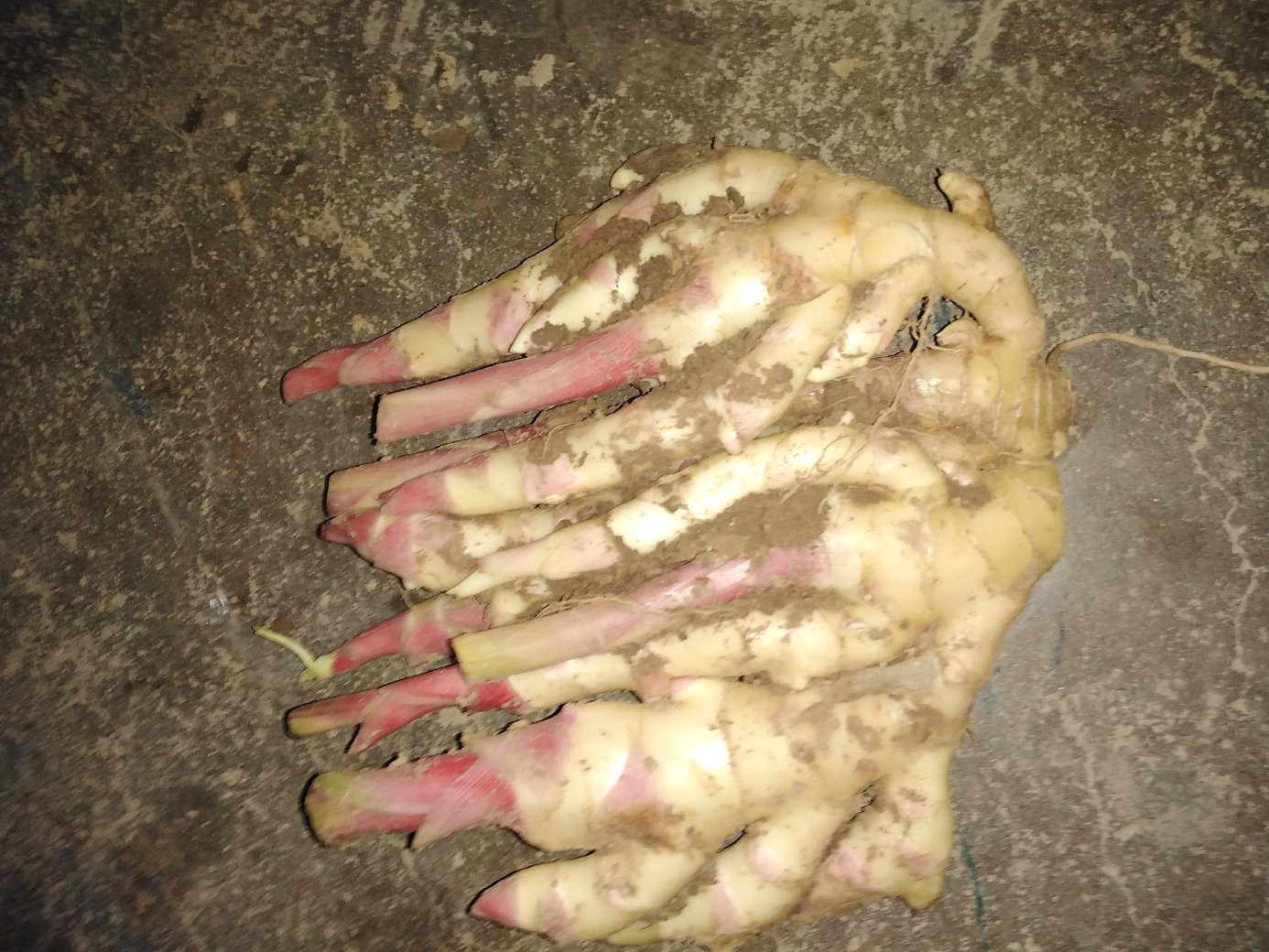 农产品品质对比摄影:并列摆放新鲜子姜(Zingiber officinale 'ZiJiang')与成熟老姜('LaoJiang'),子姜表皮覆盖均匀白色蜡质粉霜,芽眼饱满呈浅粉色;老姜表皮深褐龟裂,附着干燥泥土,断面可见粗大维管束与明显纤维束;使用不锈钢游标卡尺标注两者直径(子姜2.1cm vs 老姜4.8cm),直观体现生长阶段差异 子姜与老姜对比图:左侧为带粉子姜(浅黄带白霜、芽点圆润),右侧为褐黄老姜(表皮粗糙、须根密布、断面纤维明显),中间用标尺标注直径差异