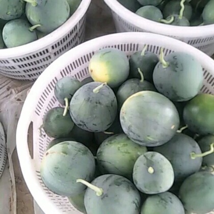 内蒙古墨童西瓜价格行情走势 - 一亩田